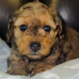 Boy 3 - Poodle puppy in Miami Dade County, Florida from RoyalPaws_Miami