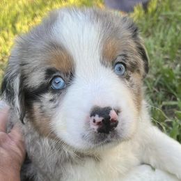 Miniature Australian Shepherds from Mini Australian Perfect Pups