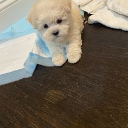 Cavapoo, Maltipoo, and Poodle Puppies from My Sweet Poodles and Doodles