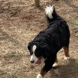 Sampson - Bernese Mountain Dog