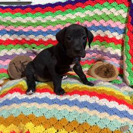 Blue Collar - Black female Great Dane puppy in Surgoinsville, Tennessee from Mountain Valley Farm Great Danes