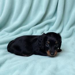 Whitley - Black and tan male Dachshund puppy in Richmond, Virginia from Paw Prints