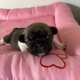 Stella - Tricolors female French Bulldog puppy in Alabama from Southern Bulldogs