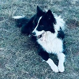 Winter - Border Collie