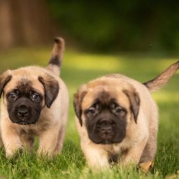 Mastiffs from Green Meadow Mastiffs