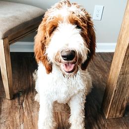 Murph - Goldendoodle