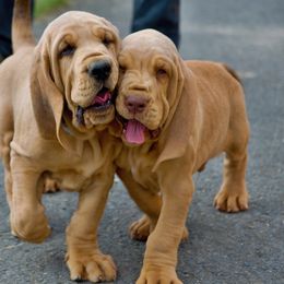 Bloodhound and Mastiff Puppies from Teoc Bloodhounds and Mastiffs