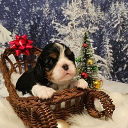 AKC BOY 3 - Tri-color male Cavalier King Charles Spaniel puppy in Bonney Lake, Washington from House of Happy Cavaliers