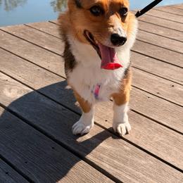 Pembroke Welsh Corgi puppies from Spots and Sploots