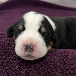 Orange Girl - Black, white and red female Greater Swiss Mountain Dog puppy in Oregon City, Oregon from Runamuck's Greater Swiss Mountain Dogs