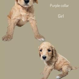 Assorted Doodle Crosses Puppies from First Wish Doodles