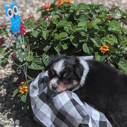 Australian Shepherd Puppies from TANDEM Aussies