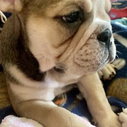 Bulldogs from Bulldogs of Denver