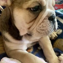 Bulldogs from Bulldogs of Denver