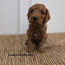 Green Boy - Red male Labradoodle puppy in Payson, Utah from Utah County Labradoodles