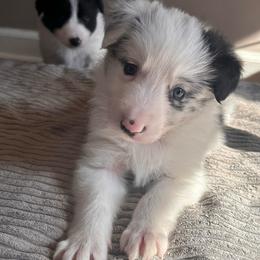 Boy 3 - White and blue merle male Border Collie puppy in Jonesboro, Arkansas from Hampton Border Collies