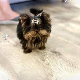 Maltese and Yorkshire Terrier Puppies from tatortot pup