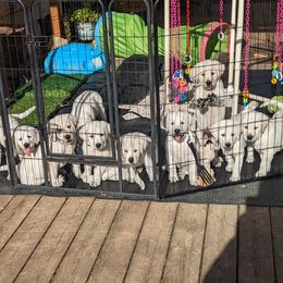 Labrador Retriever Puppies from White River Labradors