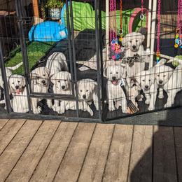 Labrador Retriever Puppies from White River Labradors