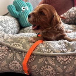 Tony Lama - Apricot male Goldendoodle puppy in Chino Valley, Arizona from Bass Creek Doodles