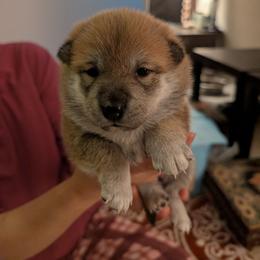 Girl 3 - Red female Shiba Inu puppy in Rohnert Park, California from Shiba Inn