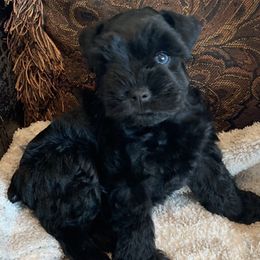 Miniature Schnauzers from Snanzzy Minature Schnauzers