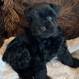 Miniature Schnauzers from Snanzzy Minature Schnauzers
