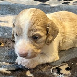 Carson - Piebald male Dachshund puppy in Massachusetts from Honey Bee Dachshunds