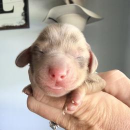 Reed -green- - Chocolate and cream male Dachshund puppy in Alva, Florida from Salty C's Dachshunds