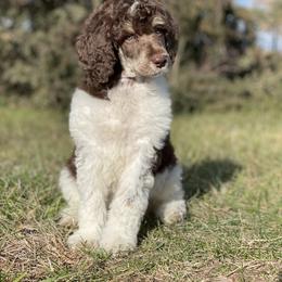 Poodle Puppies from Prodigy Farms Therapy Dogs