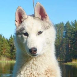 River - Siberian Husky