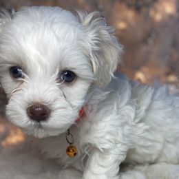 Boy 1 - White Havapoo puppy in Tropic, Utah from Lady Paws-Kara