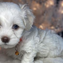 Boy 1 - White Havapoo puppy in Tropic, Utah from Lady Paws-Kara