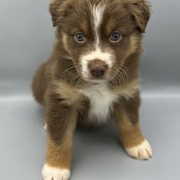 Australian Shepherd Puppies from Cedar Creek Aussies