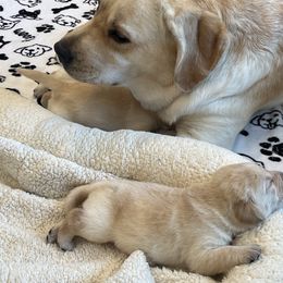 Labrador Retriever Puppies from Hatch Labradors