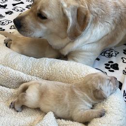 Labrador Retriever Puppies from Hatch Labradors