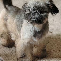 Mona ❤️ - Shih Tzu