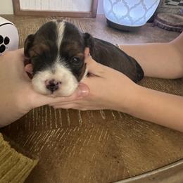 Cory - Red sable male Havapoo puppy in Bailey, North Carolina from Reining Glory Acres