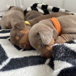 Dachshund Puppies from Dachshund Meadows
