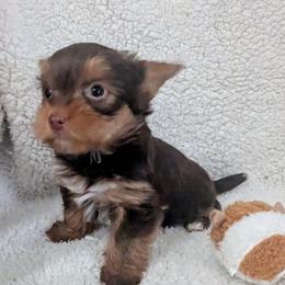 Chocolate and tan girl - Chocolate and tan female Yorkshire Terrier puppy in Odenville, Alabama from Yorkie Prints