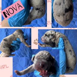 NOVA - Merle female Great Dane puppy in Wellsville, New York from Prophecy Danes