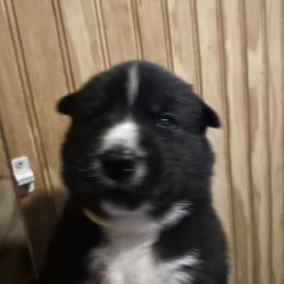 Meg - Black and white female Siberian Husky puppy in Wheeling, West Virginia from Powells Huskies
