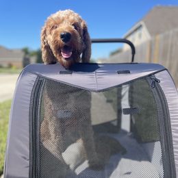Goldendoodle Puppies from Teddy Grace Doodles
