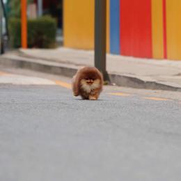 Mimi - Pomeranian
