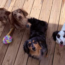 Dachshunds from Libby’s Doxies