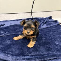 Yellow Collar - Blue and gold female Yorkshire Terrier puppy in York County, Pennsylvania from Diamond in a Rough Yorkies