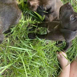 Pudelpointer Puppies from Bent Tree Pudelpointers
