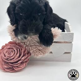 Bernedoodle and Sheepadoodle Puppies from Four Front Doodles LLC.