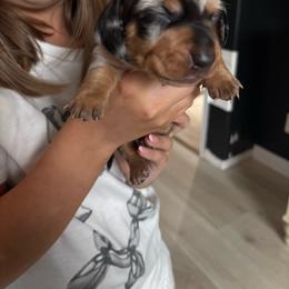 Oreo - Dapple male Dachshund puppy in Tomball, Texas from Gutierrez House of Doxies