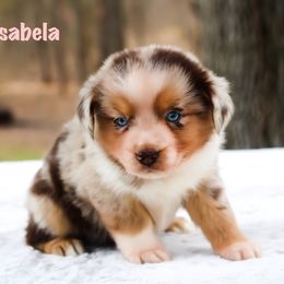 Isabela - Australian Shepherd puppy in Coldwater, Michigan from Northern Star Australian Shepherds